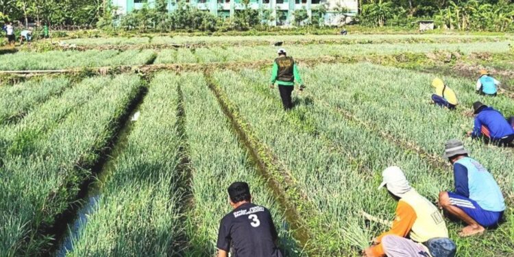 PC LDII Bayat, Kabupaten Klaten, menggelar panen raya bawang merah di lahan pertanian kompleks Islamic Center Generasi Penerus (ICGP), Bayat, Klaten. Foto: LINES