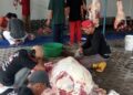 Kolaborasi Warga LDII dan Peternak Lokal di Sleman Percepat Distribusi Daging Kurban
