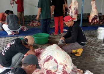 Kolaborasi Warga LDII dan Peternak Lokal di Sleman Percepat Distribusi Daging Kurban