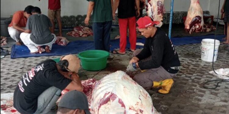 DPD LDII Kabupaten Sleman menggandeng peternak lokal dalam pelaksanaan penyembelihan hewan kurban pada Iduladha 1447 Hijriah/2026 Masehi. Foto: LINES