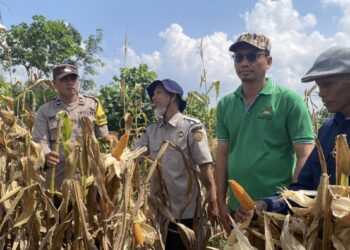 Dukung Program Ketahanan Pangan, Warga LDII Cipta Praja Panen Jagung