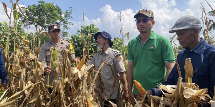 Warga LDII Cipta Praja panen jagung benih Maxxi 2 Cuan bersama Penyuluh Pertanian Lapangan (PPL) Kementerian Pertanian (Kementan) dan Bhabinkamtibmas Kecamatan Keluang. Foto: LINES