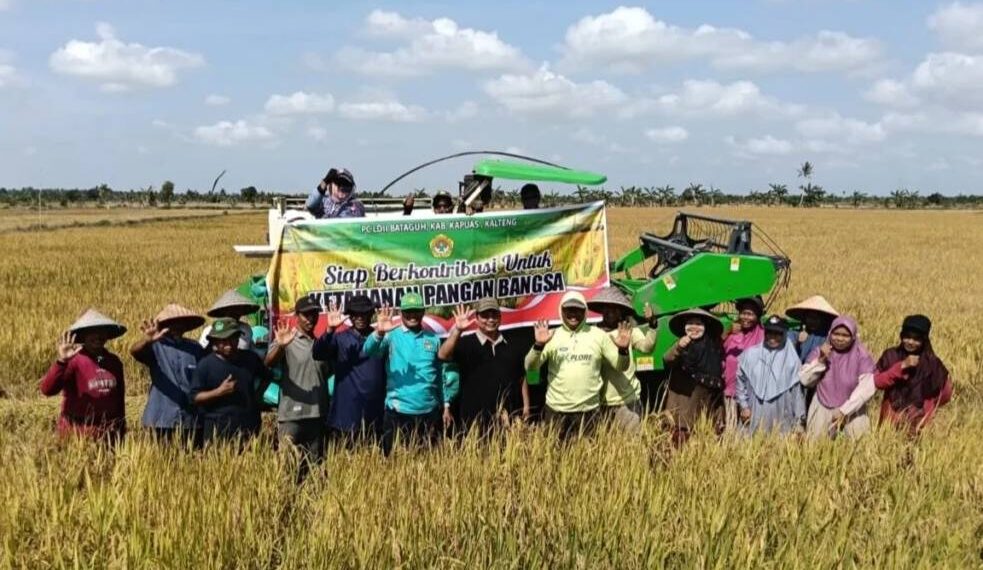 LDII Bataguh Kapuas Panen Padi dengan Sistem Intensifikasi Tani. Foto: LINES.