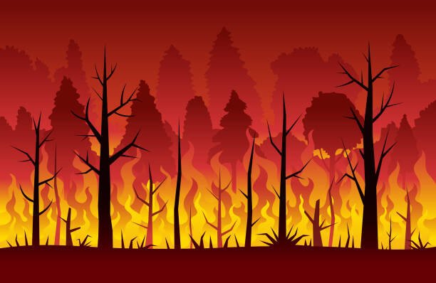 Ilustrasi Kebakaran Hutan. Foto: istock